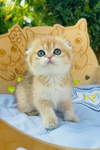 Дівчинка скоттіш фолд золота шиншила