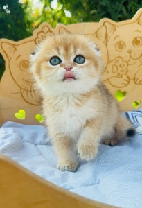 Дівчинка скоттіш фолд золота шиншила