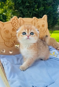 Дівчинка скоттіш фолд золота шиншила