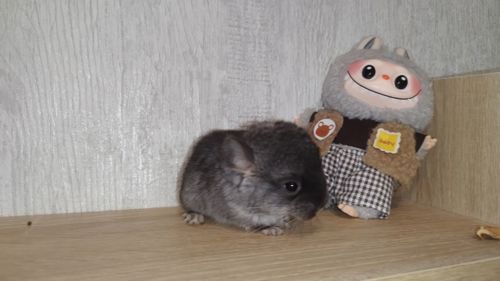 Шиншила дівчинка чорний оксамит нсф