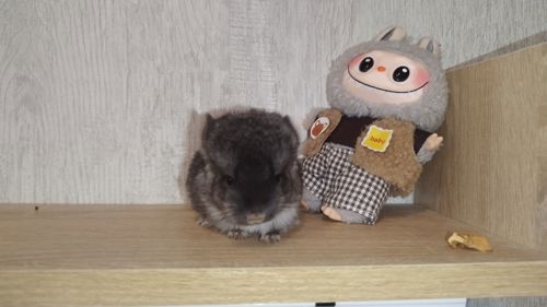 Шиншила дівчинка чорний оксамит нсф