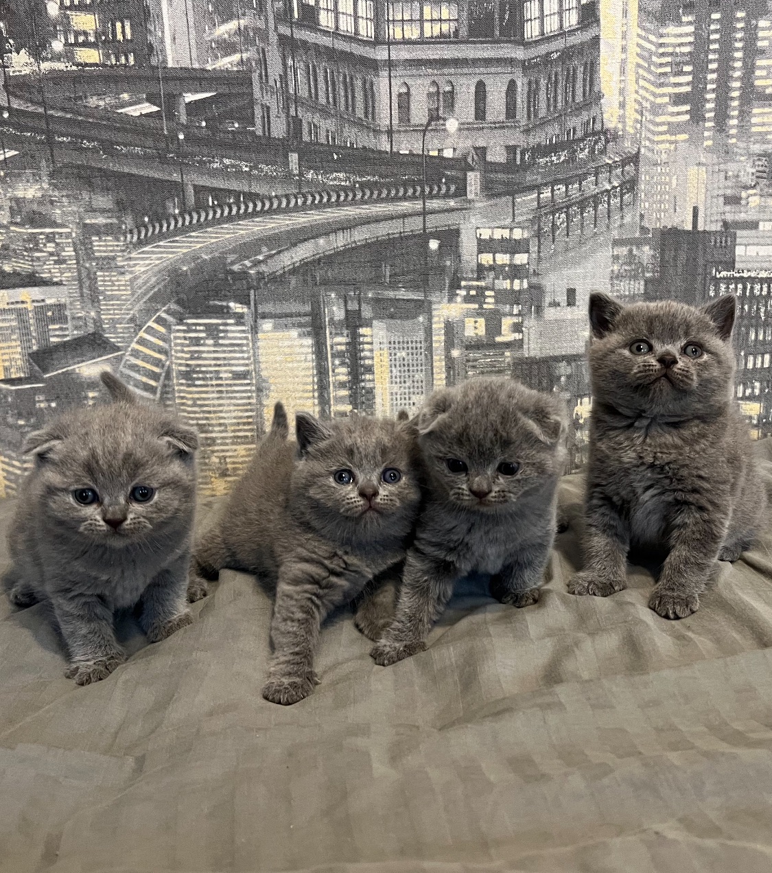 Кошенята скотіш фолд та скотіш страйт