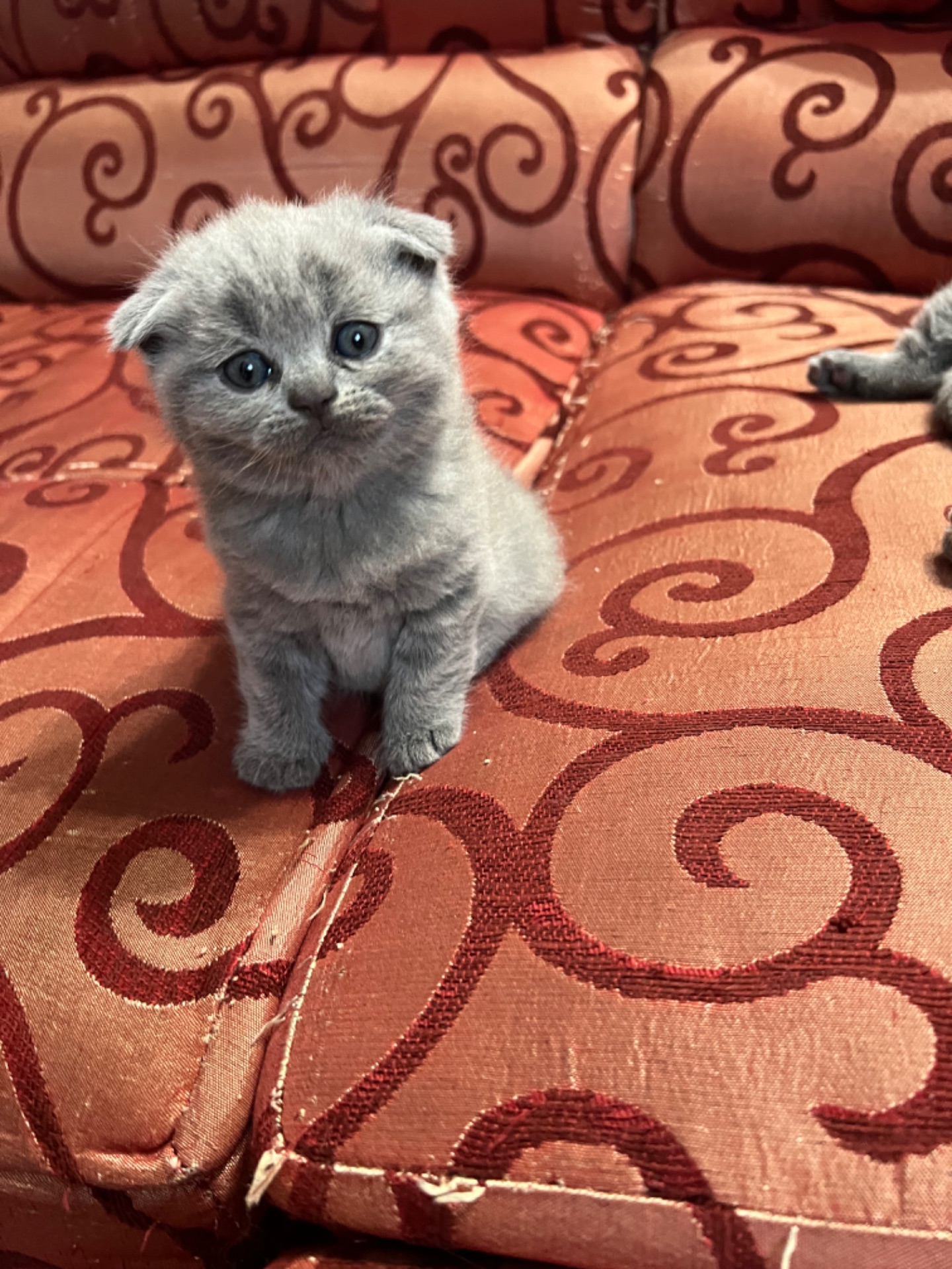 Кошенята скотіш фолд та скотіш страйт