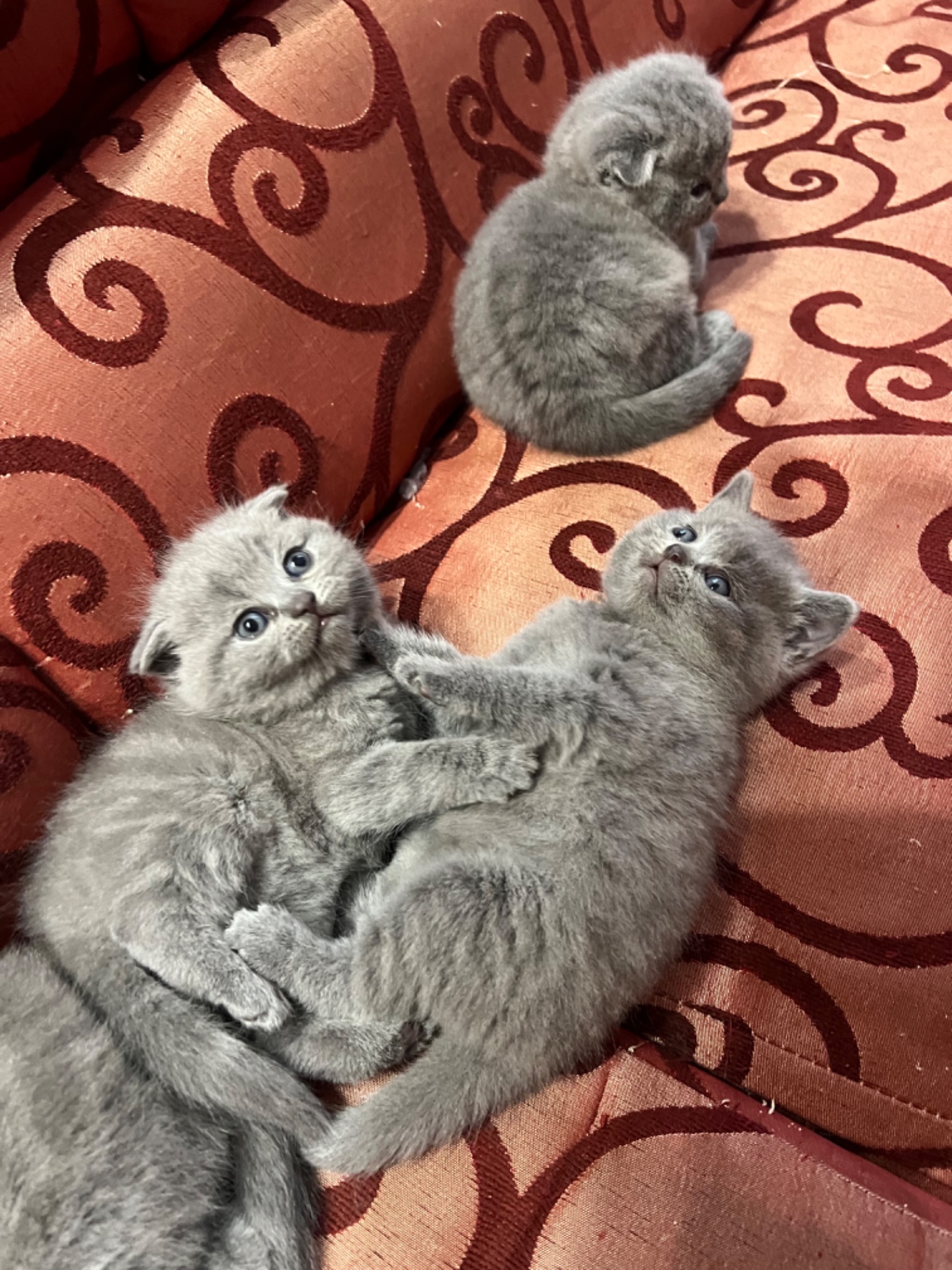 Кошенята скотіш фолд та скотіш страйт