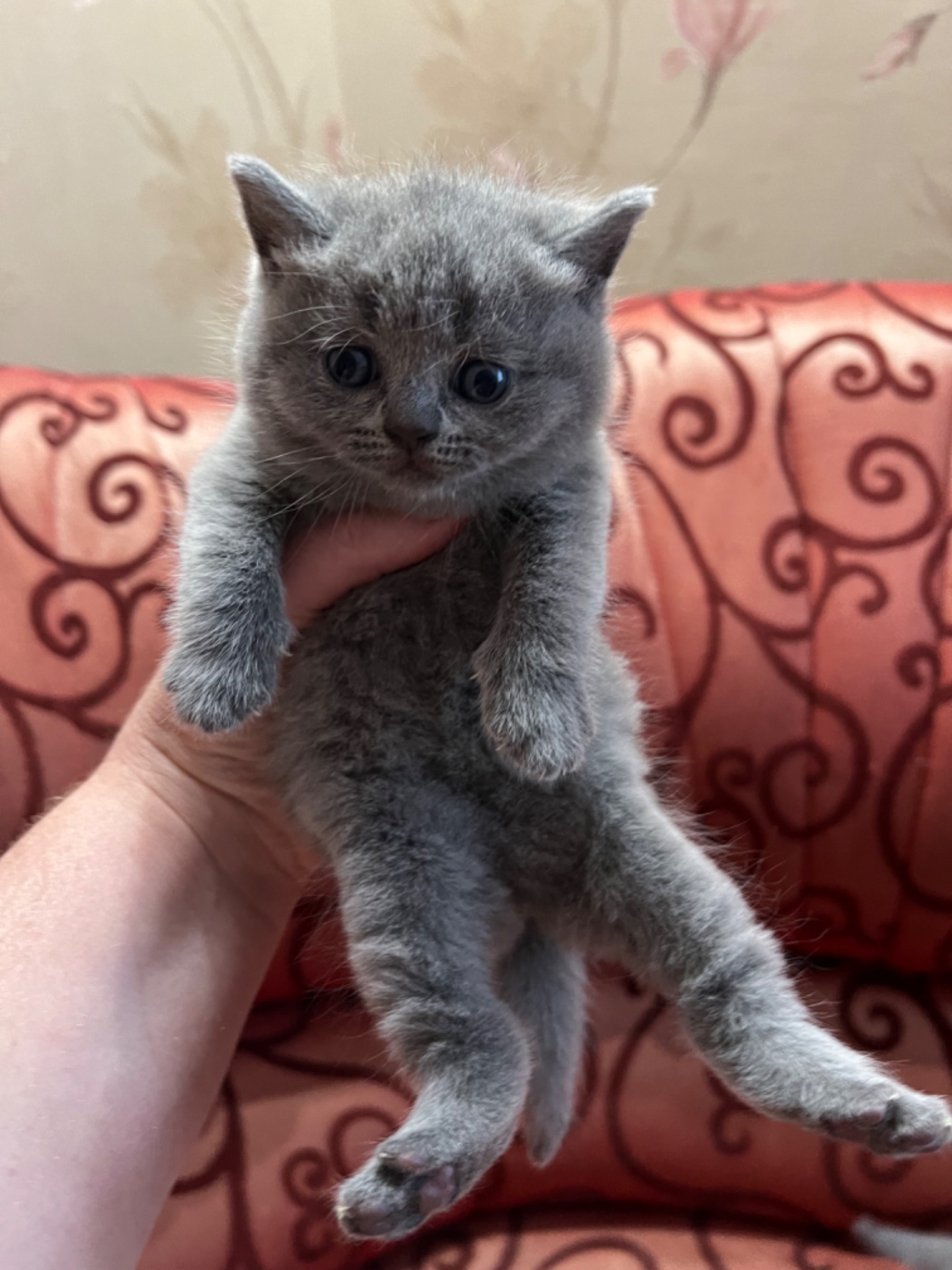 Кошенята скотіш фолд та скотіш страйт