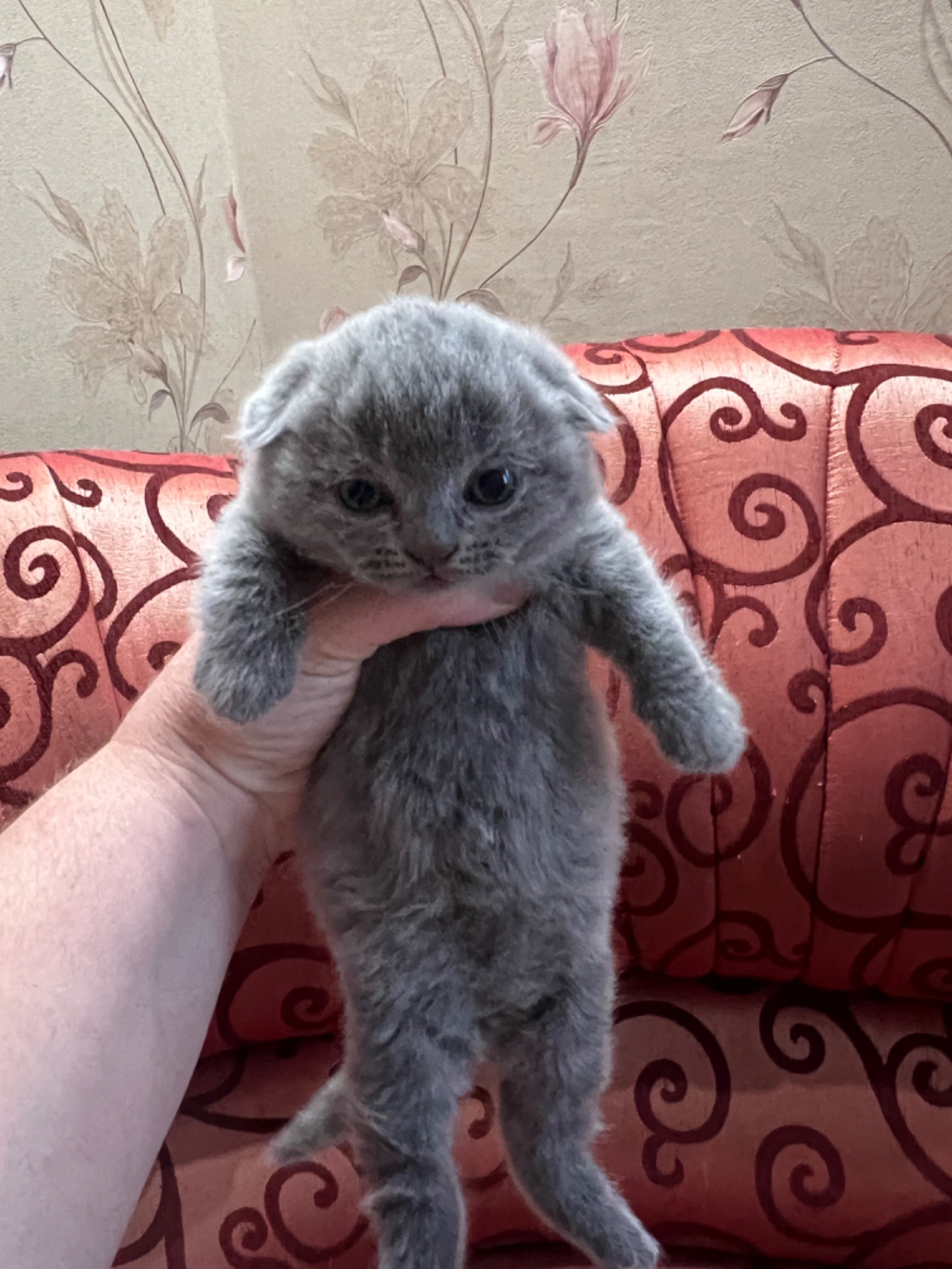 Кошенята скотіш фолд та скотіш страйт