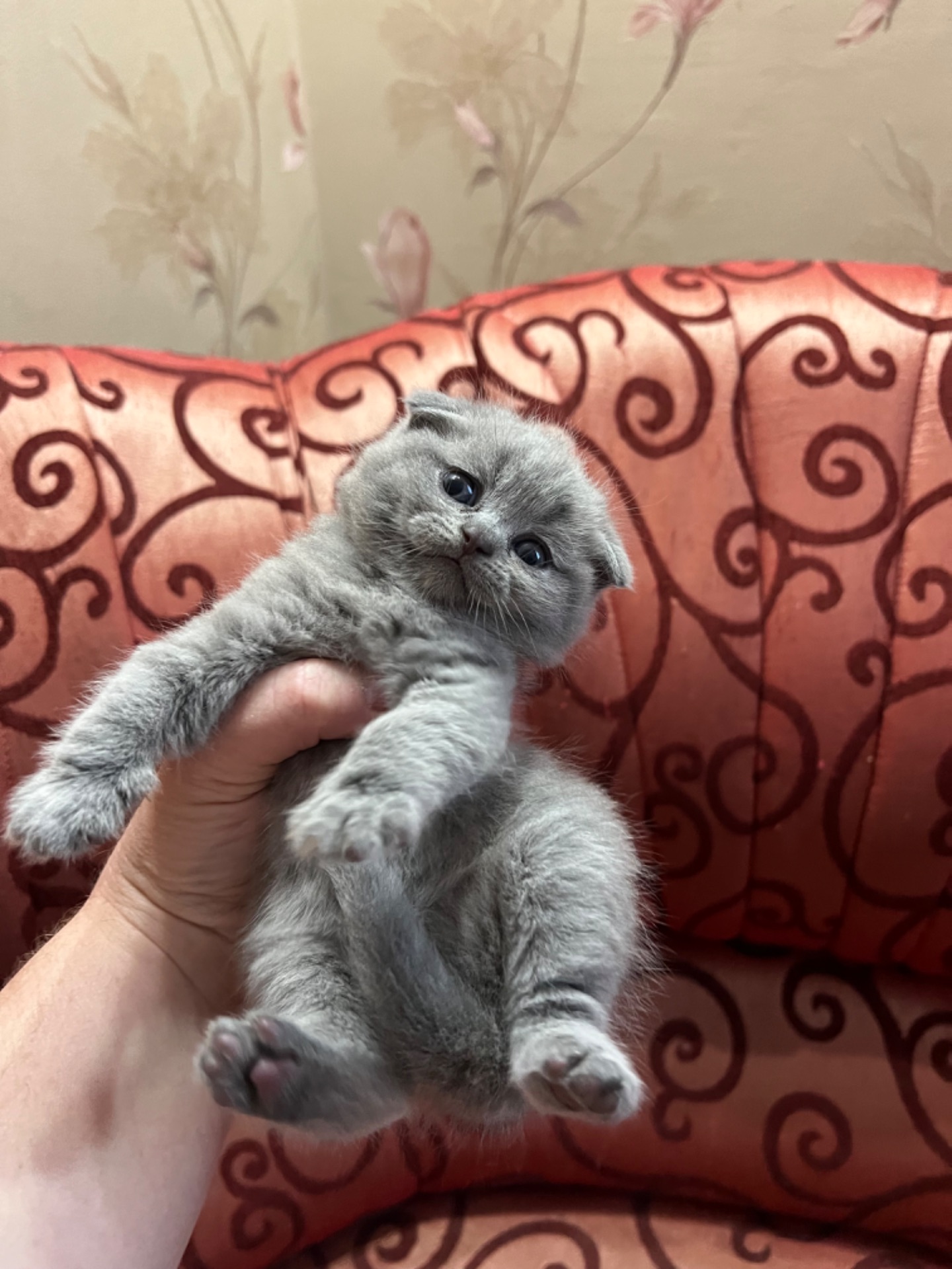 Кошенята скотіш фолд та скотіш страйт