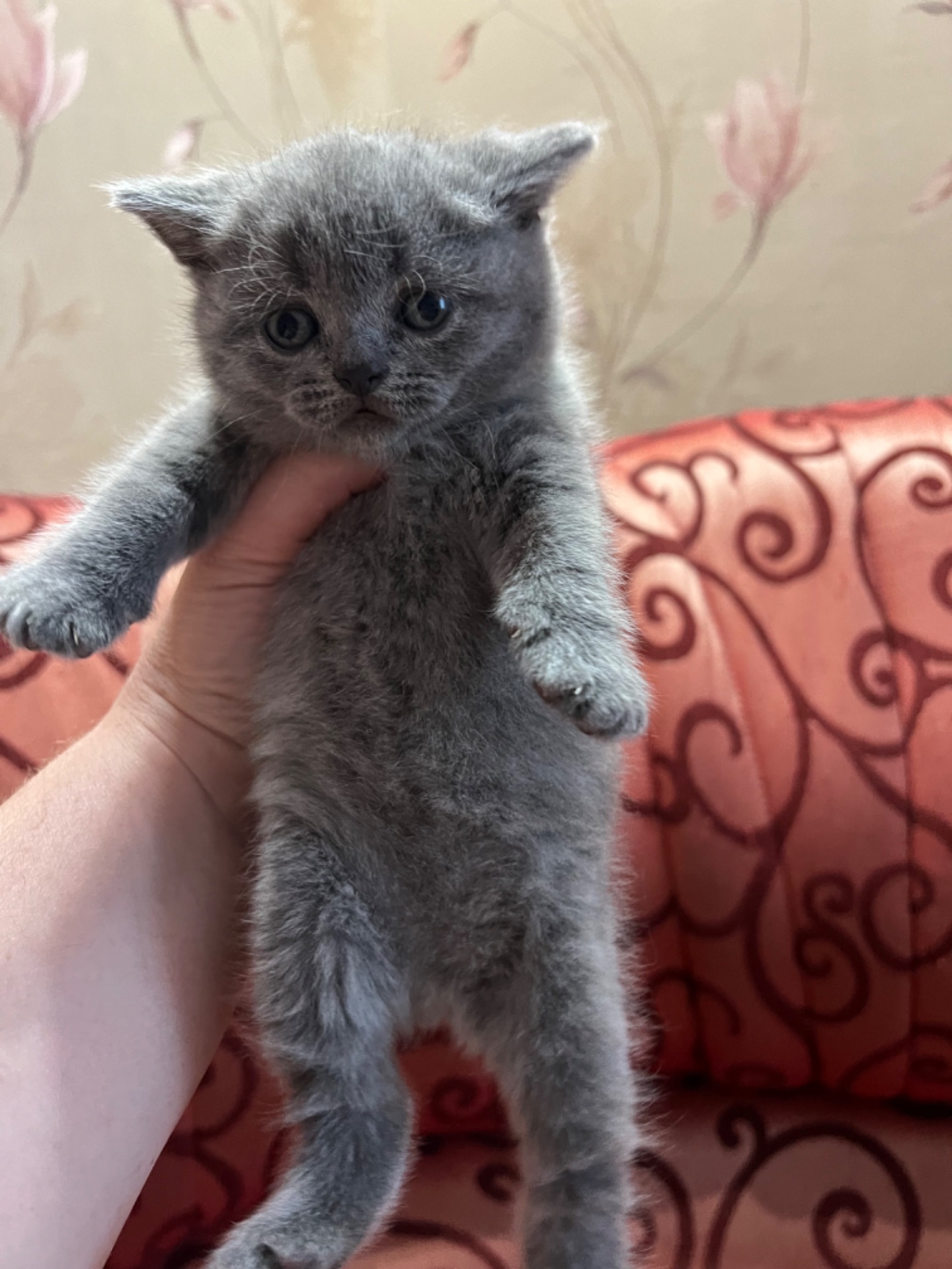 Кошенята скотіш фолд та скотіш страйт