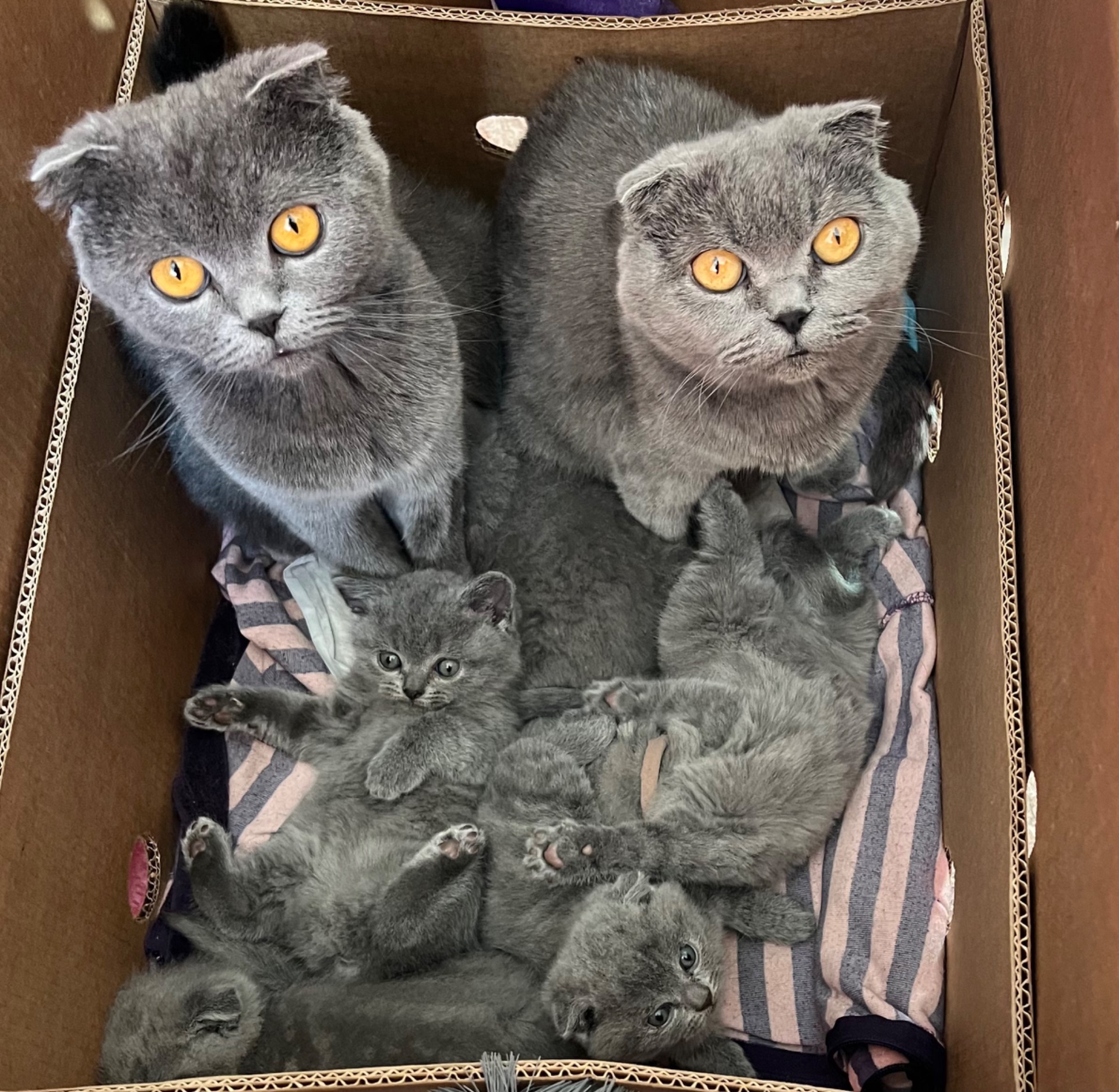 Кошенята скотіш фолд та скотіш страйт