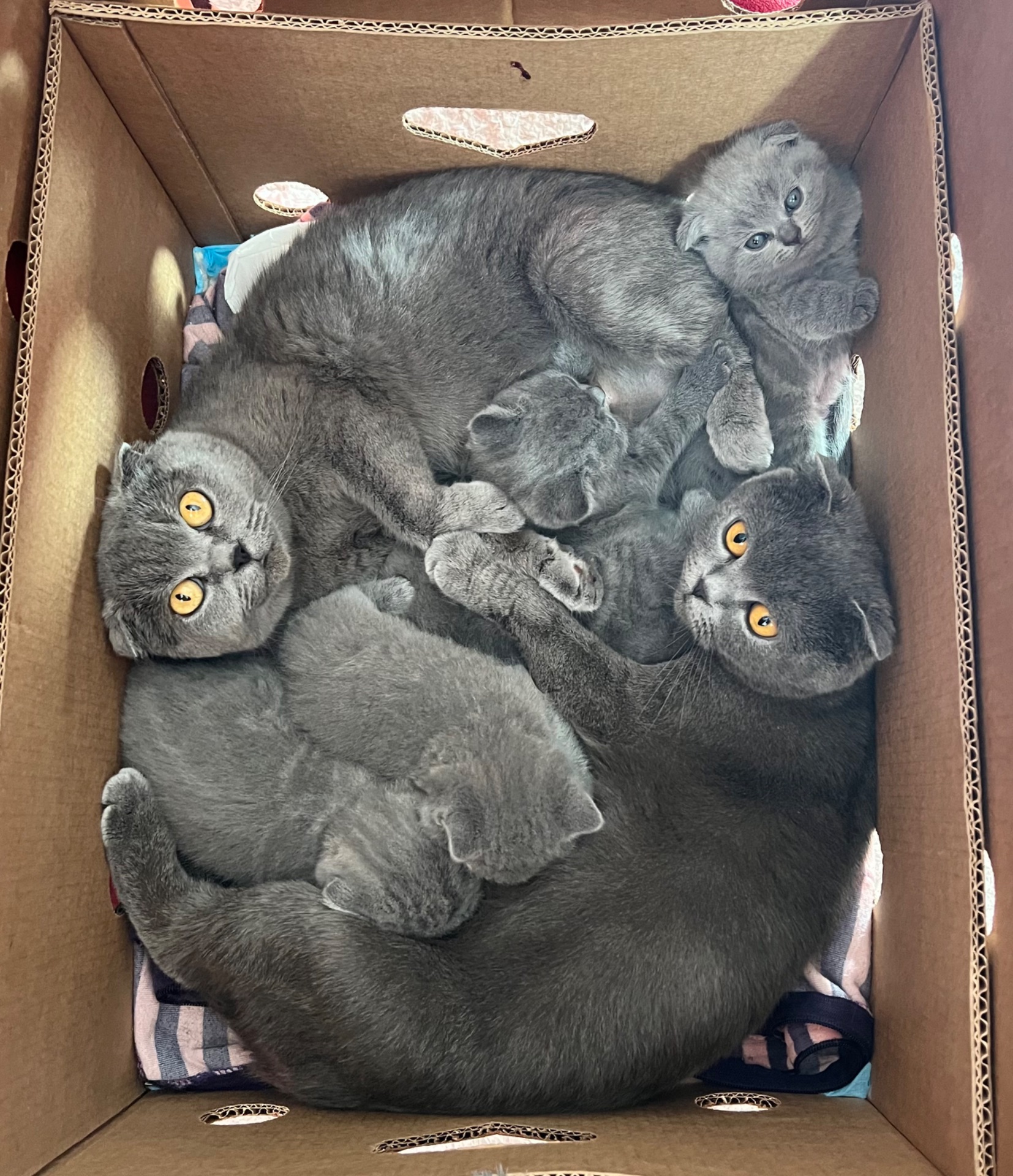Кошенята скотіш фолд та скотіш страйт