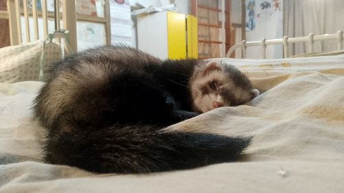 Продам хорька девочку