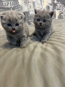 Кошенята скотіш фолд та скотіш страйт