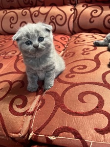 Кошенята скотіш фолд та скотіш страйт
