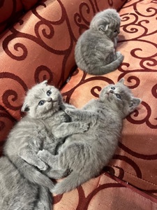 Кошенята скотіш фолд та скотіш страйт