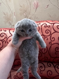 Кошенята скотіш фолд та скотіш страйт