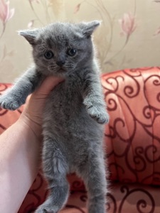 Кошенята скотіш фолд та скотіш страйт