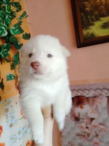 Хлопчик Помскі F1