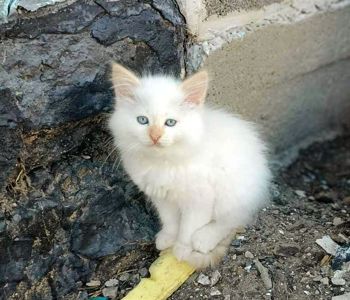 Дуже гарна прямовуха дівчинка