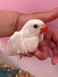 Ожереловий папуга білий ручний вигодовуванець