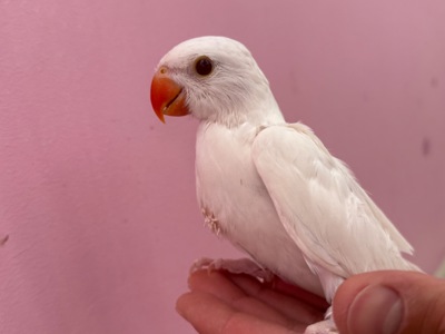 Ожереловий папуга білий ручний вигодовуванець