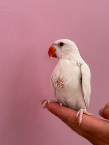 Ожереловий папуга білий ручний вигодовуванець