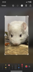 Шиншилла девочка белороз