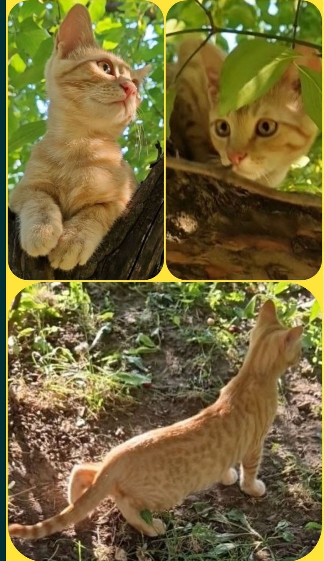 Кошенятко наших домашніх Котів