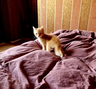 Кошенятко наших домашніх Котів