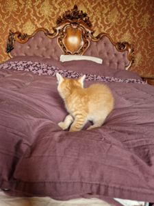 Кошенятко наших домашніх Котів