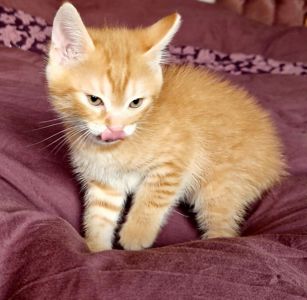 Кошенятко наших домашніх Котів
