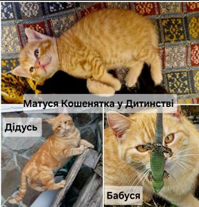 Кошенятко наших домашніх Котів