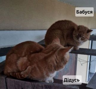 Кошенятко наших домашніх Котів