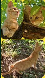 Кошенятко наших домашніх Котів