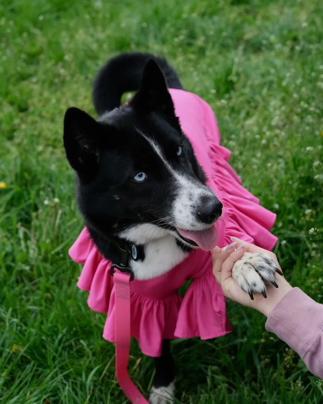Сенді — неймовірна дівчинка котра шукає родину 💙🐾