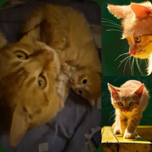 Кошенятко наших домашніх Котів