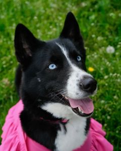Сенді — неймовірна дівчинка котра шукає родину 💙🐾