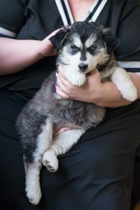Вуфі метис хаскі, 3 місяці, врятована з Покровська