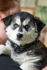 Вуфі метис хаскі, 3 місяці, врятована з Покровська