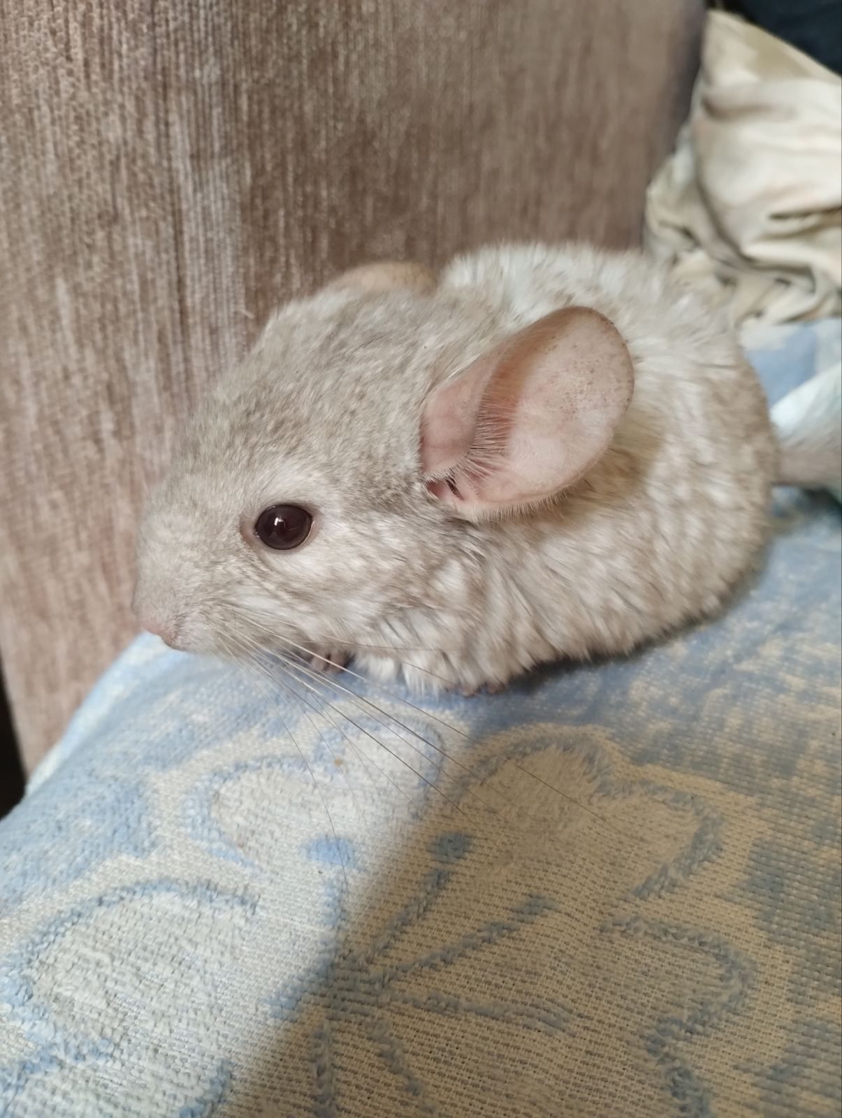 Шиншиллы