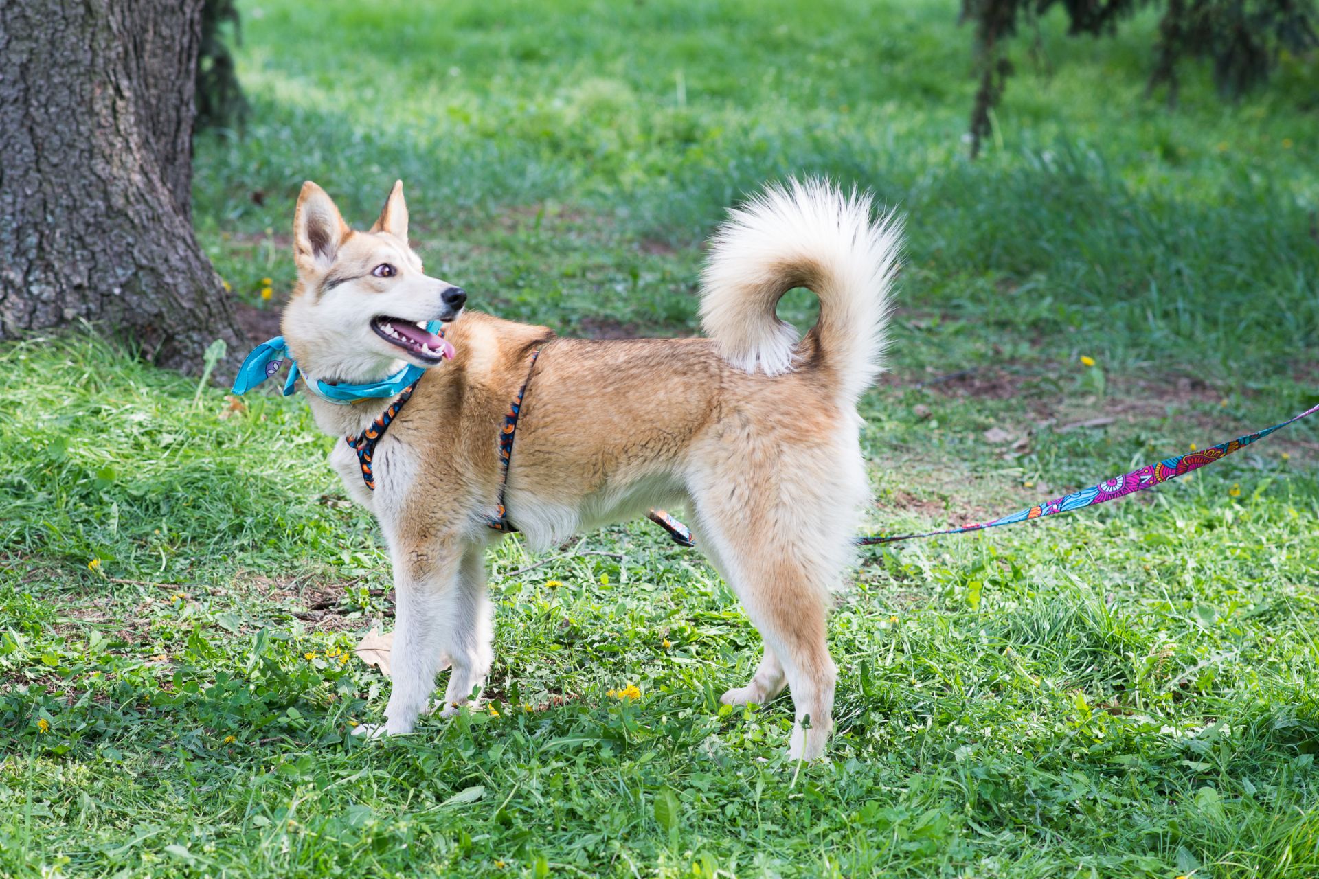 Шукаємо дім для Аліси! 🏡🐾