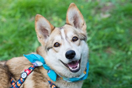Шукаємо дім для Аліси! 🏡🐾