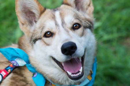 Шукаємо дім для Аліси! 🏡🐾