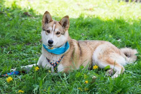 Шукаємо дім для Аліси! 🏡🐾