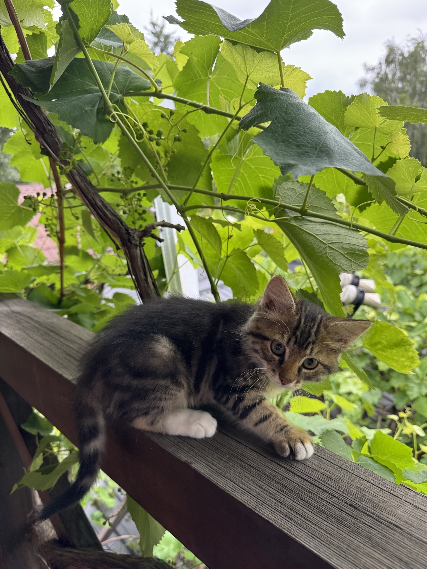 Кошенята
