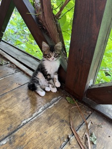 Кошенята