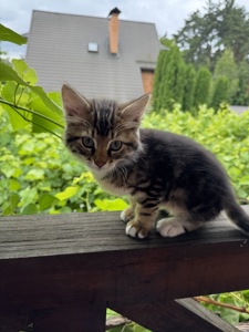 Кошенята