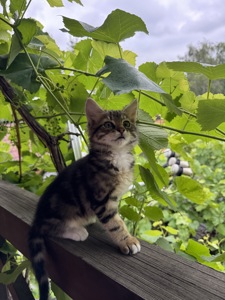 Кошенята