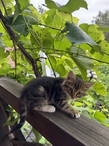 Кошенята