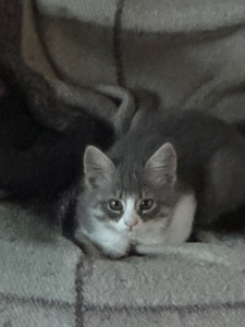 Кошенята