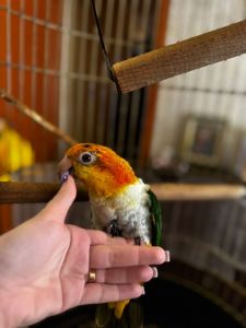 Рудоголовий каик